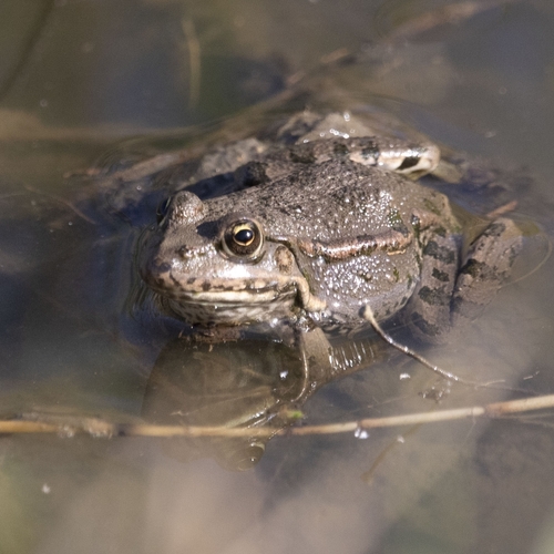 Marsh Frog