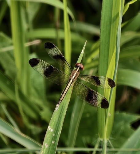 Pied Paddy Skimmer