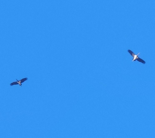 Black Stork