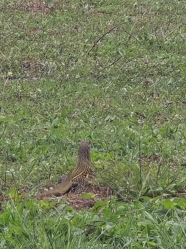Common Butterfly Lizard