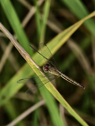 Paddyfield Parasol