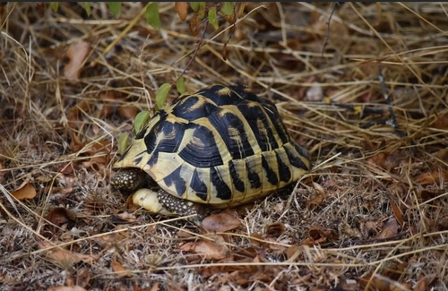Hermann's Tortoise