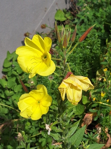Large-flowered Evening-primrose