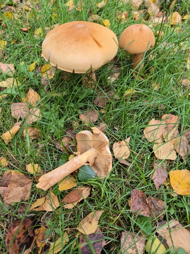 Golden Cap