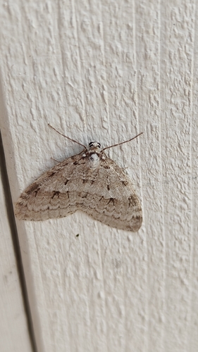 Autumnal Moth