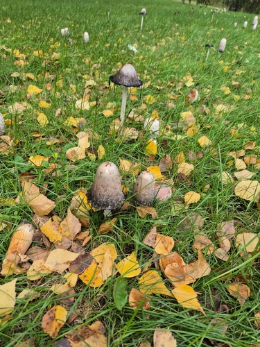 Shaggy Mane