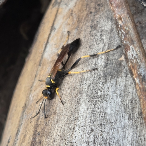 Yellow-legged Mud-dauber Wasp