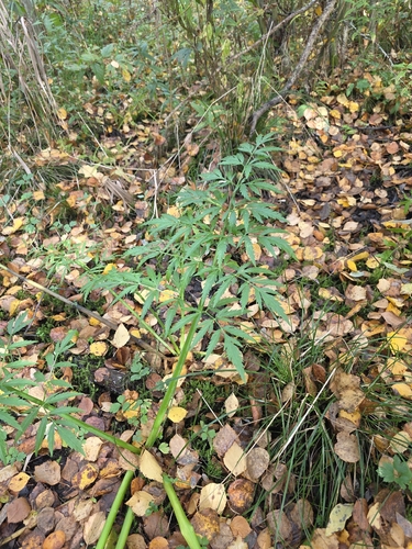Cowbane