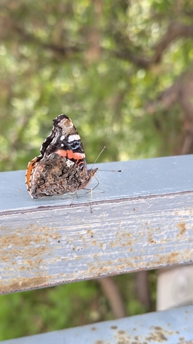 Red Admiral