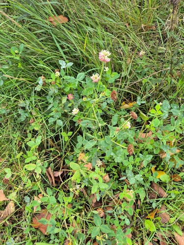 Alsike clover