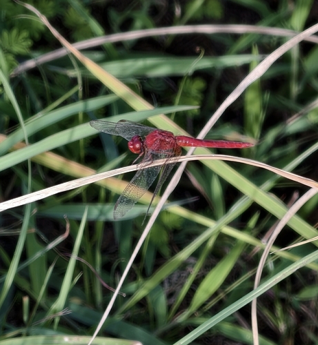 Scarlet Skimmer