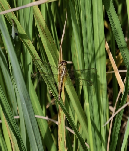 Scarlet Skimmer