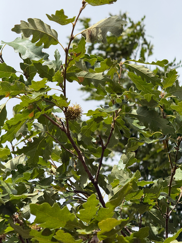 Turkey Oak