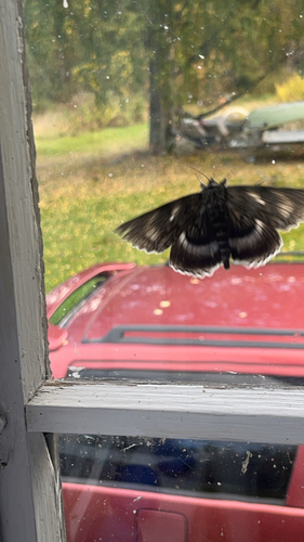 Blue Underwing