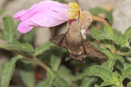Eurasian Hummingbird Hawkmoth