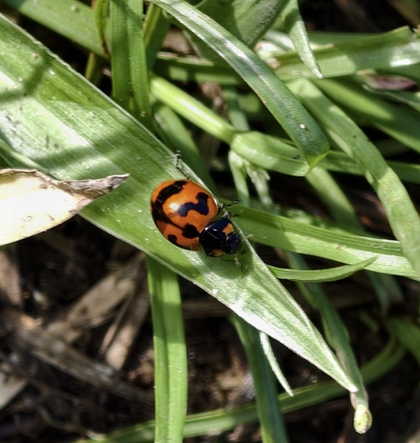 Small Transverse Ladybird Beetle