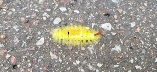 Pale Tussock Moth