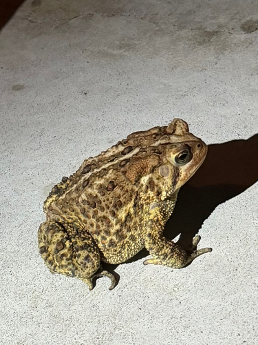 American Toad