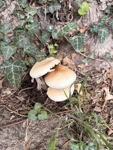 Poplar Fieldcap