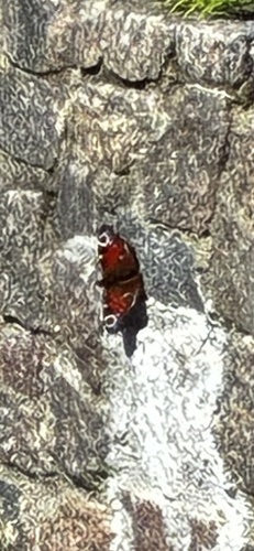 European Peacock Butterfly