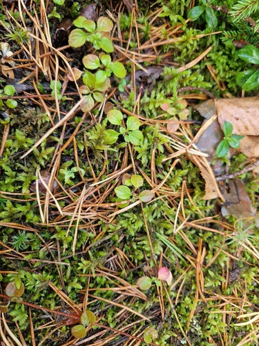 Twinflower