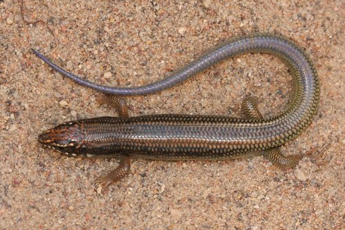 Reptiles of Texas · iNaturalist.org