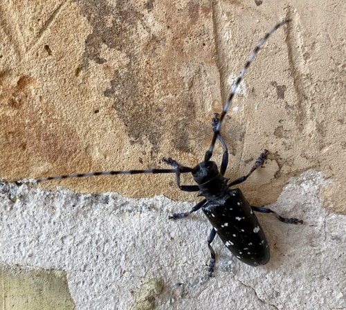 Asian Longhorned Beetle