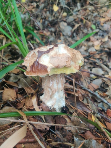 King Bolete