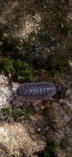 Common Rough Woodlouse