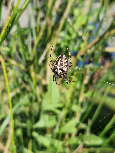 Cross Orbweaver