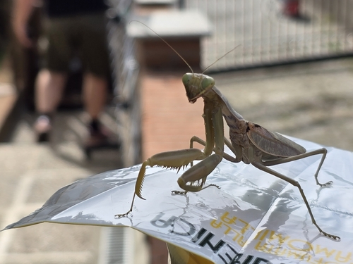 Transcaucasian Giant Mantis