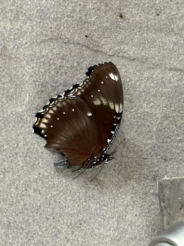 Great Eggfly