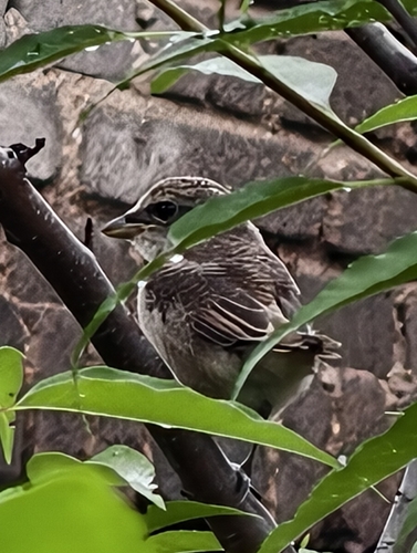 Brown Shrike