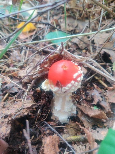Fly Agaric