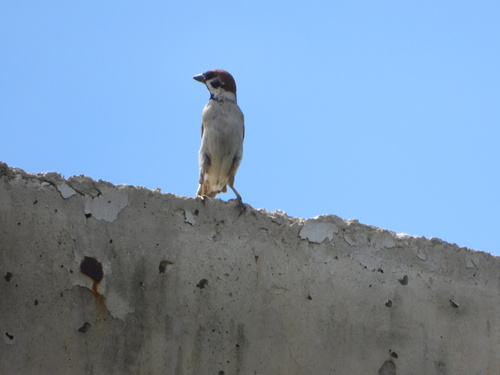 Eurasian Tree Sparrow