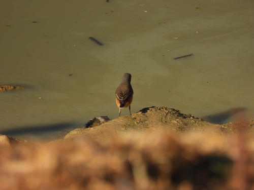 Common Redstart