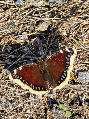 Mourning Cloak