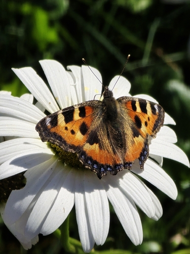 Small Tortoiseshell