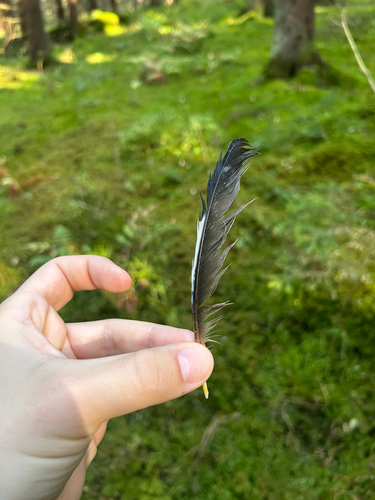 Eurasian Jay