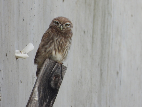 Little Owl