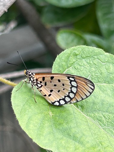 Tawny Coster