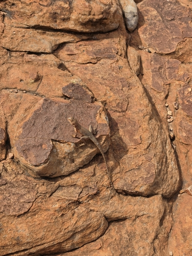 Slater's Ring-tailed Dragon