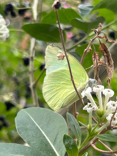 Lemon Migrant