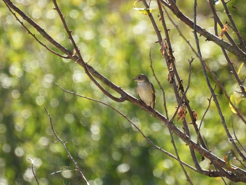 European Pied Flycatcher