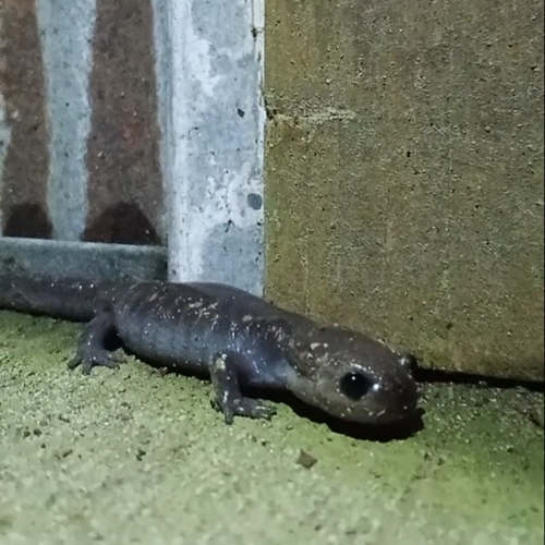 Unisexual Mole Salamander