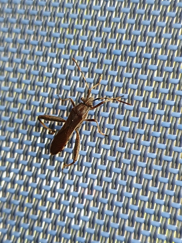 Camptopus lateralis