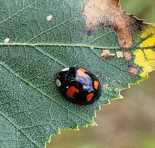Asian Lady Beetle