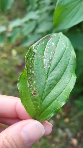 Phytomyza agromyzina