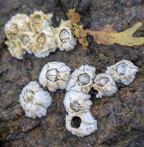 Northern Acorn Barnacle