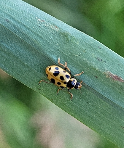 Thirteen-spotted Lady Beetle
